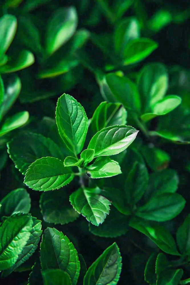 绿色新鲜茶叶绿叶摄影图(896x1344)