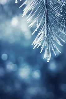 冰雪枝叶蓝色背景