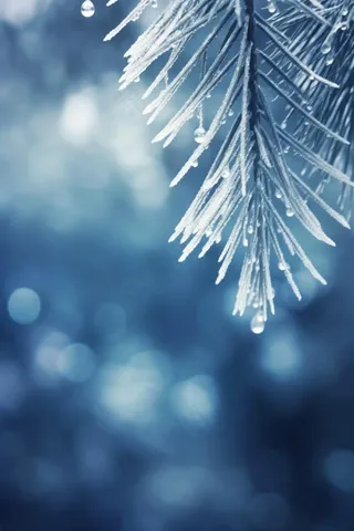 冰雪枝叶蓝色背景