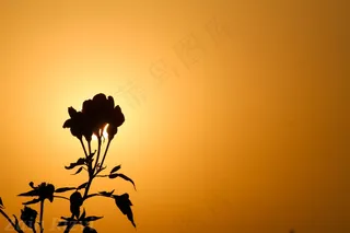 黄色黄昏黑色剪影图片