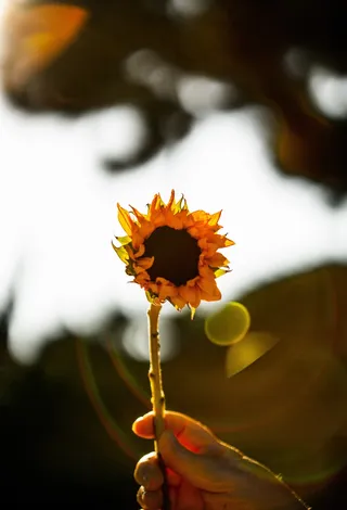 黄色向日葵摄影素材