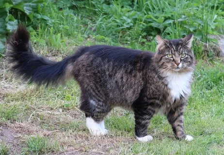挪威森林猫图片 挪威森林猫图片