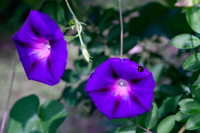 两朵紫色牵牛花