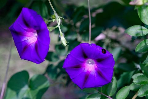 两朵紫色牵牛花 两朵紫色牵牛花