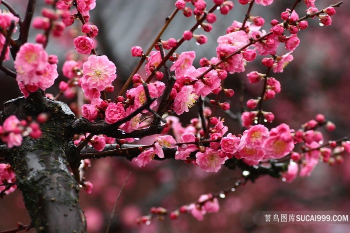 高清雨水季节梅花鲜花图片