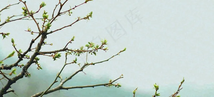 春天枝叶萌芽发芽绿叶，简约清新立春摄影图(1616x736)