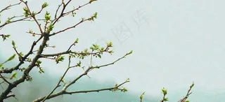 春天枝叶萌芽发芽绿叶，简约清新立春摄影图