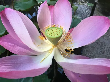 莲花绽放特写图片 莲花绽放特写图片
