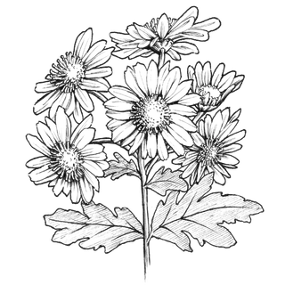 线条草本花卉手绘植物-菊花