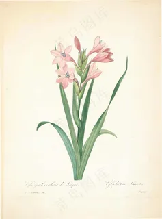 珍藏版皮埃尔-约瑟夫·雷杜德植物图谱图片素材 珍藏版皮埃尔-约瑟夫·雷杜德植物图谱图片素材