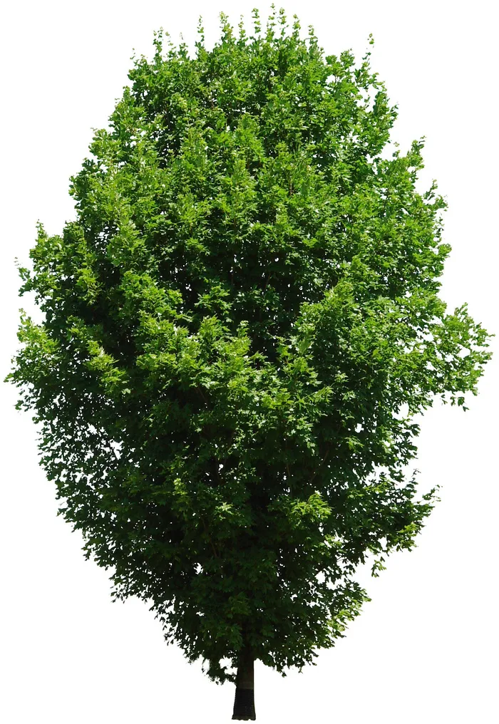 高清树木素材 免抠PSD植物素材 美术绘画园林贴图 树草灌木花草psd模版下载