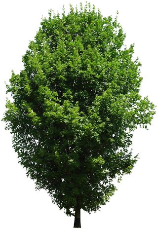 高清树木素材 免抠PSD植物素材 美术绘画园林贴图 树草灌木花草