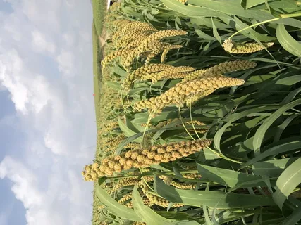 成熟金黄谷子小米山地谷子