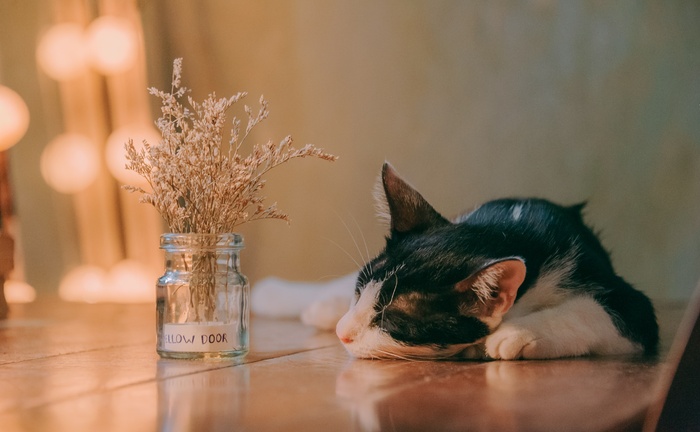 可爱猫咪猫猫摄影素材
