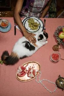 可爱猫咪猫猫摄影素材