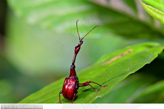 昆虫生态-树也上的象鼻虫