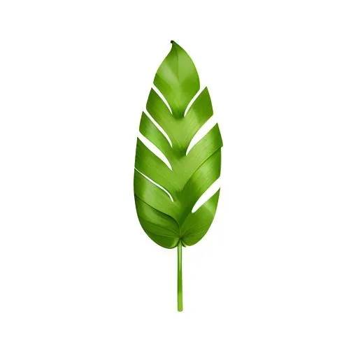 叶子芭蕉叶免抠