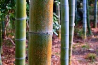 竹林竹子特写图片