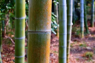 竹林竹子特写图片