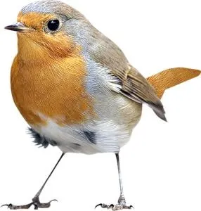 鸟 PNG免抠(286x300)