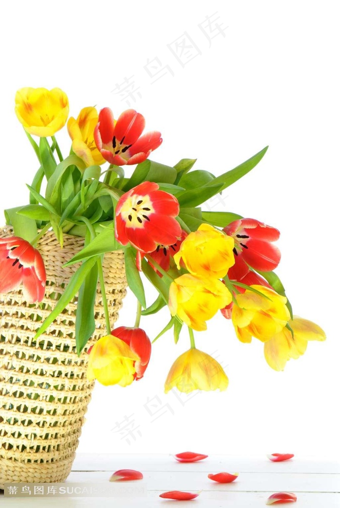 鲜艳郁金香素材