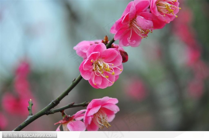梅花物语-一枝粉色的漂亮梅花