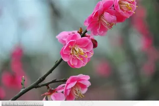 梅花物语-一枝粉色的漂亮梅花