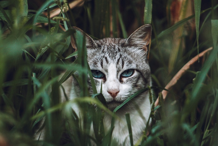 可爱猫咪猫猫摄影素材