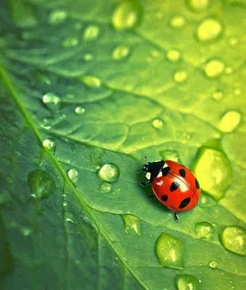 春天夏天七星瓢虫动物昆虫在绿叶上，谷雨立夏夏至小暑摄影图