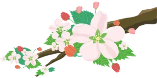 花朵、花卉壁纸、苹果图片