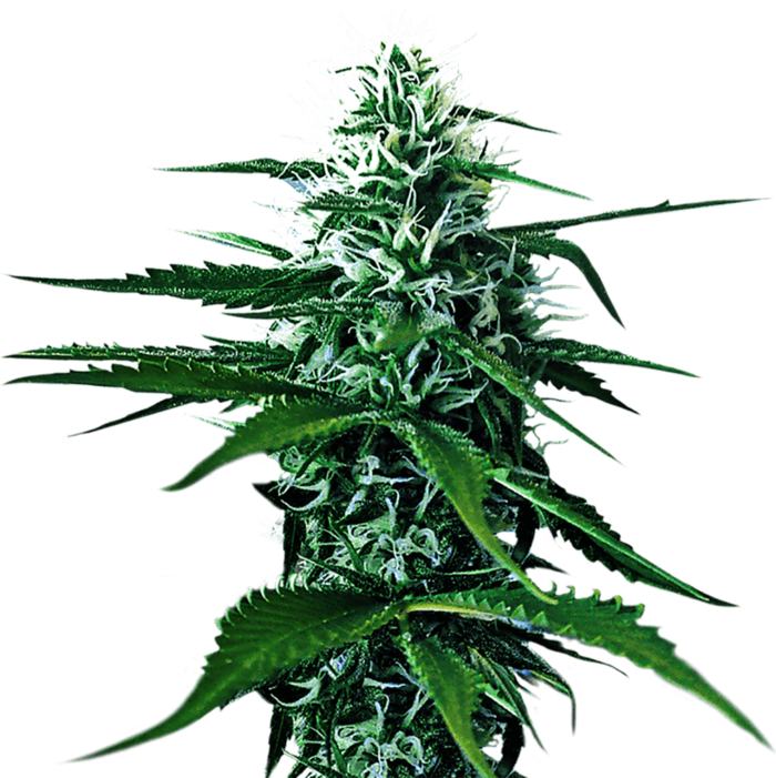 绿色植被素材