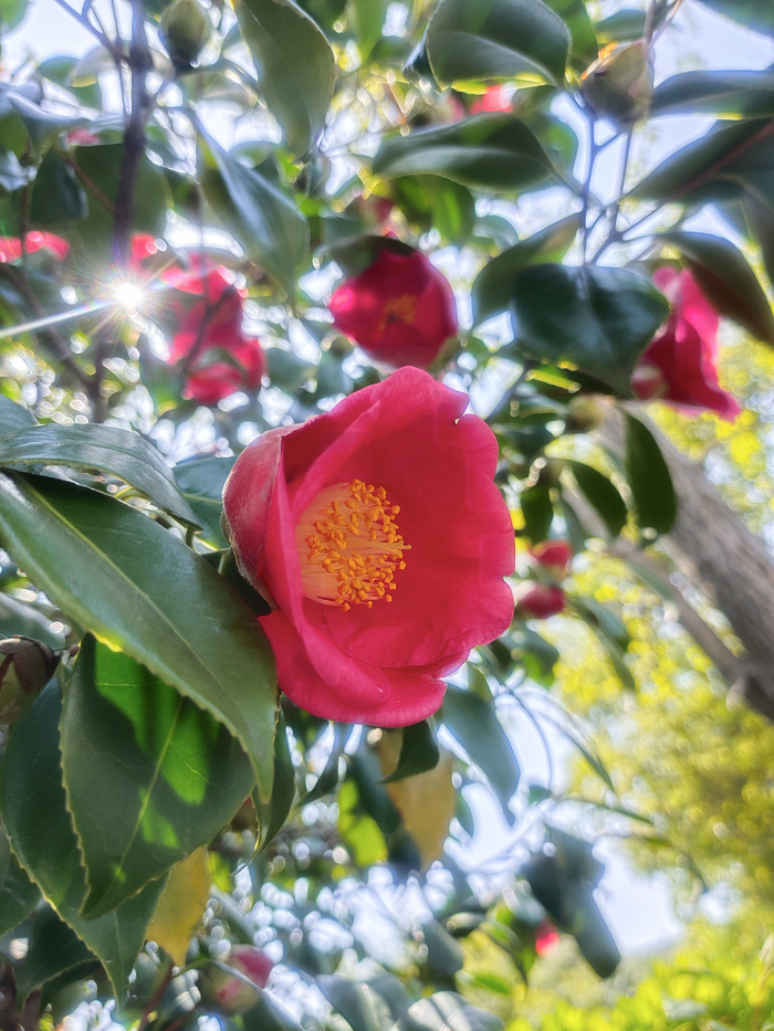 盛开鲜花山茶花