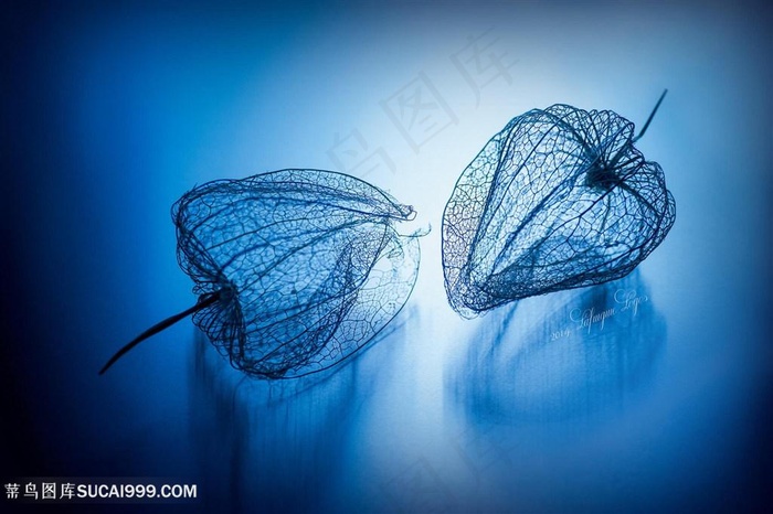 唯美高清鲜花图片