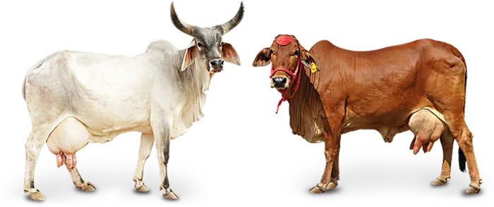 现代农业黄牛与羊