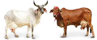 现代农业黄牛与羊