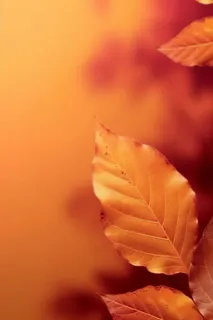 金黄色落叶秋季傍晚背景