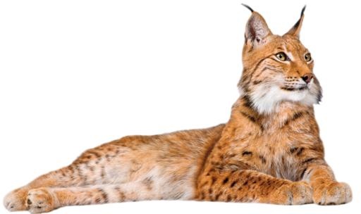 山猫 PNG免抠(653x388)
