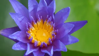 高清荷花莲花图片