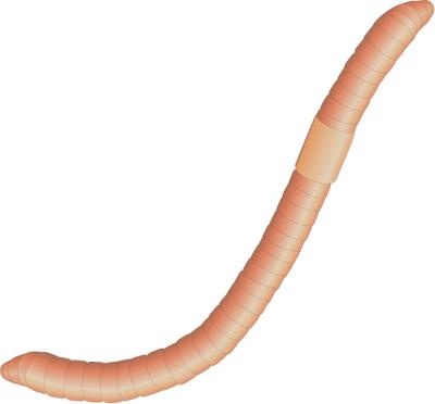 蚯蚓 PNG免抠(400x372)
