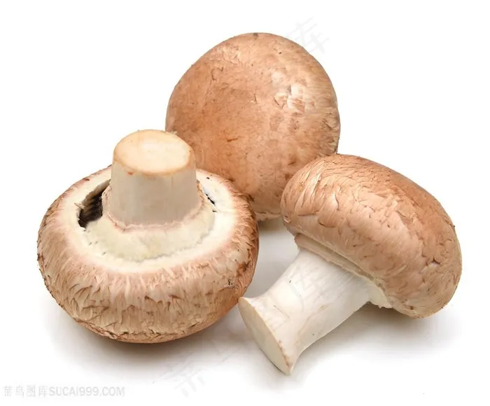 新鲜野生蘑菇