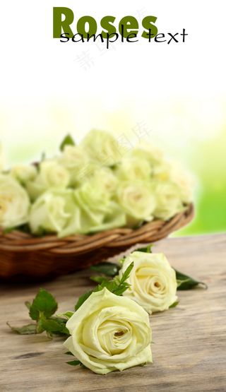 白色浪漫玫瑰花图片下载