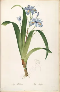 原版雷杜德高清唯美蓝色花卉植物插画