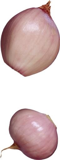 洋葱免抠(515x1369)