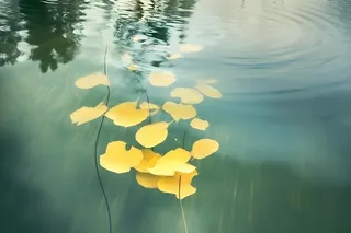水面黄色秋叶树叶意境背景