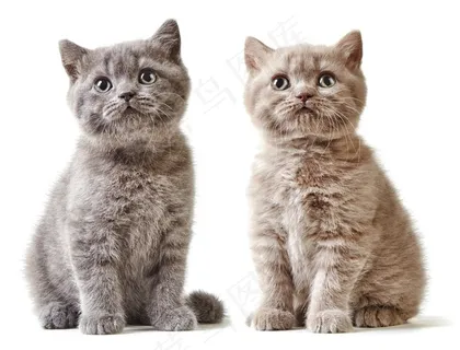 4K高清小猫咪图片