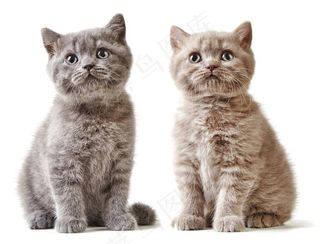 4K高清小猫咪图片