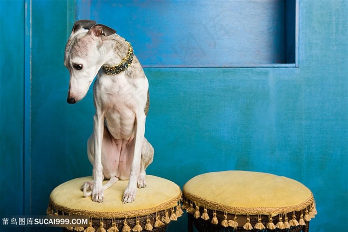 高清凳子上的惠比特犬狗狗图片