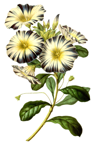 复古手绘植物花卉玫瑰花PNG免扣图案高清图片PS设计素材图