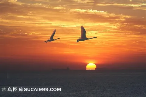 日出候鸟飞翔图片 日出候鸟飞翔图片