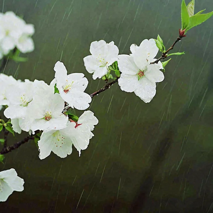 春天雨天白色花朵，雨水谷雨摄影图(1024x1024)